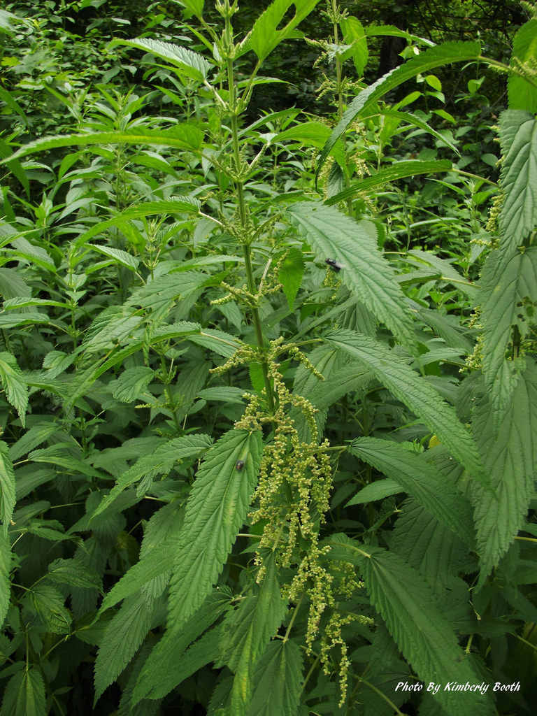 <p>California nettle</p>