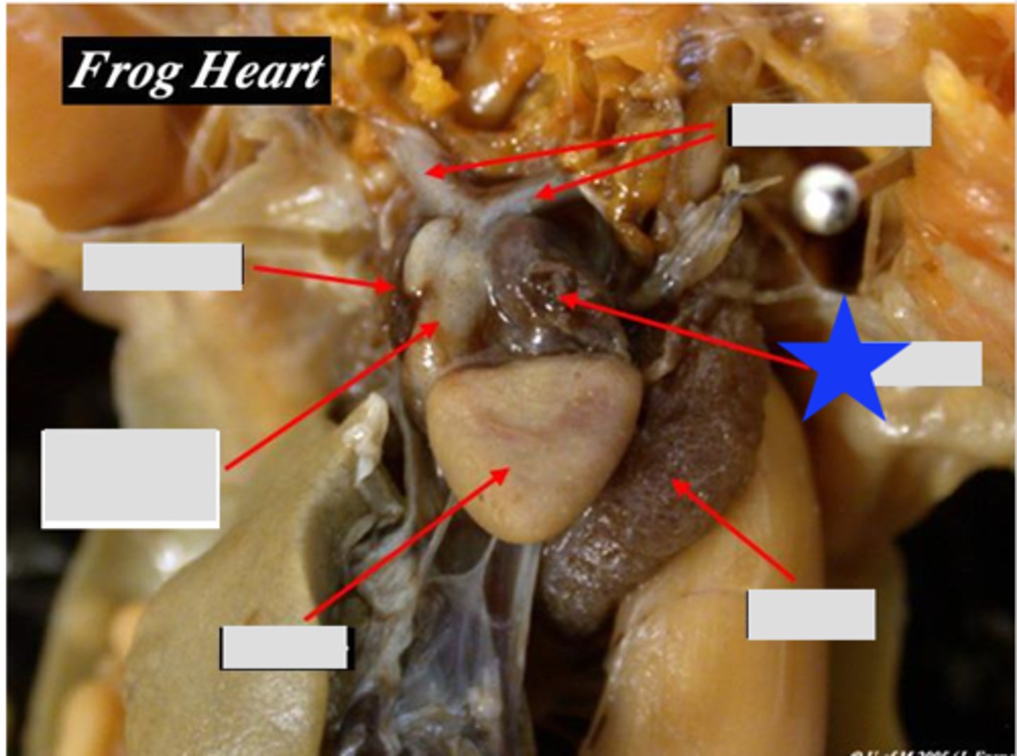 <p>Receives oxygenated blood from lungs — Left dorsal chamber of heart</p>