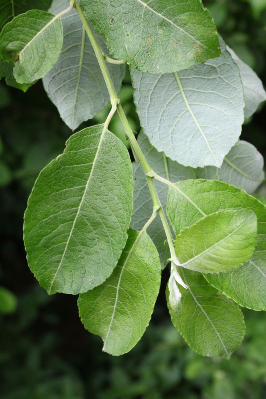 <p>Salix caprea</p>