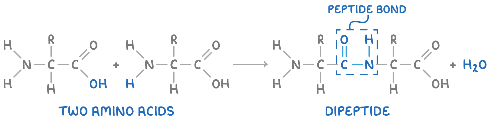 <ul><li><p>two amino acid molecules reacting together</p></li><li><p>condensation reaction </p></li><li><p>forms peptide bond/amide link - CONH</p></li></ul><ul><li><p>eliminates one molecule of water </p></li></ul><p></p><p></p>