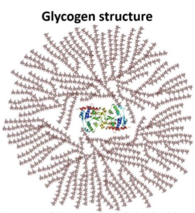 <p>Starch and glycogen are both polysaccharides. However, the high degree of branching in glycogen means there are many chains which can be quickly hydrolyzed for energy. Glycogen is mainly stored in muscles for quick access to energy.</p>