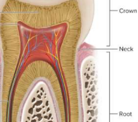 <p>Neck</p>
