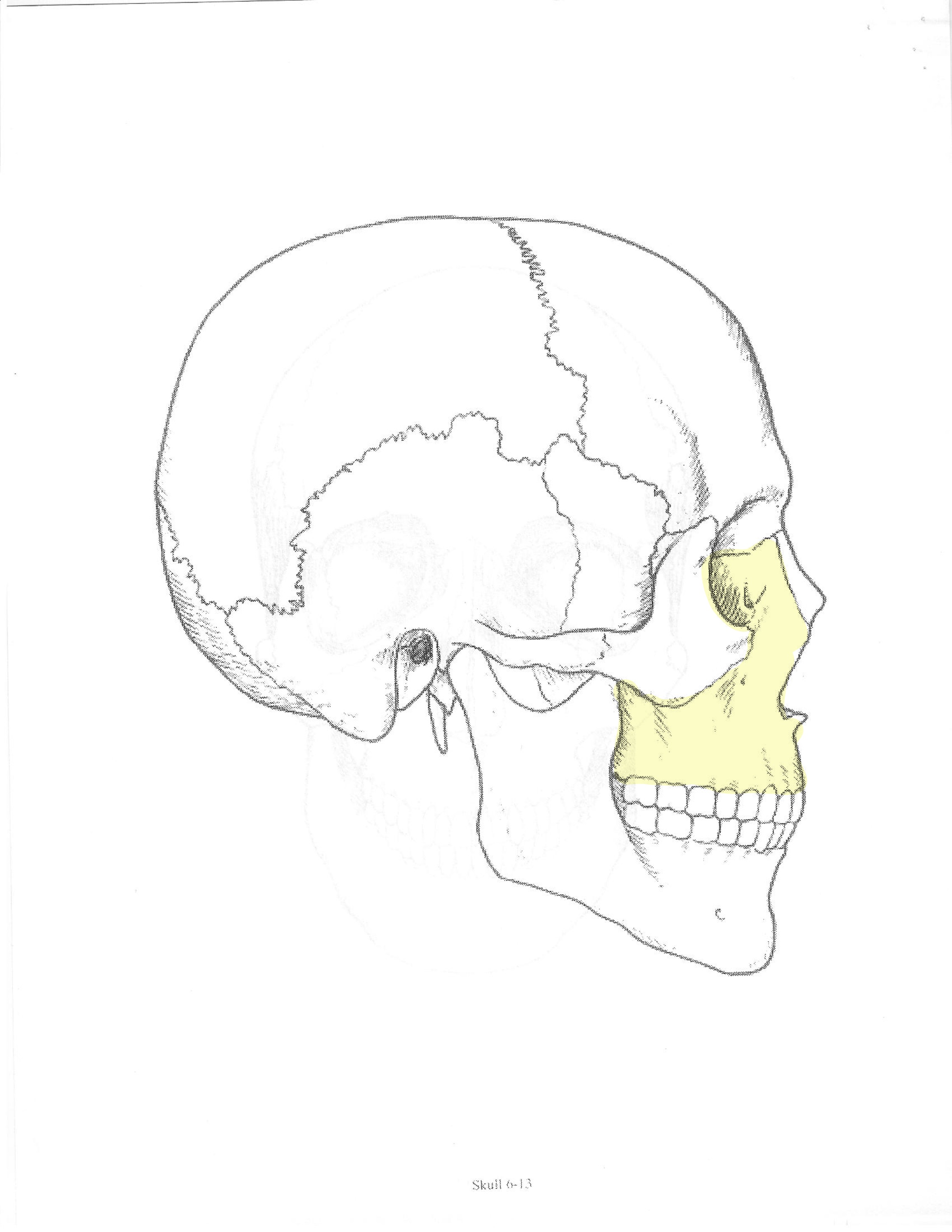 <p>ID bone</p>