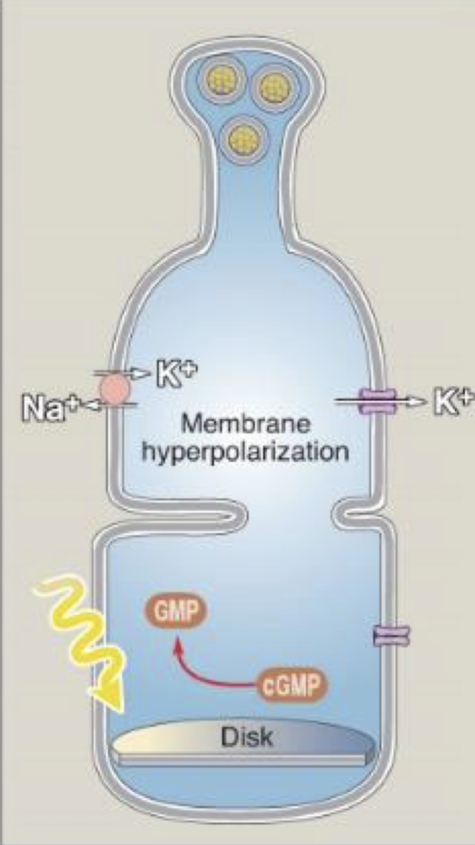 <ul><li><p>hyperpolarize at -60 mV</p></li><li><p>light reduces cGMP to GMP</p></li></ul><p></p>