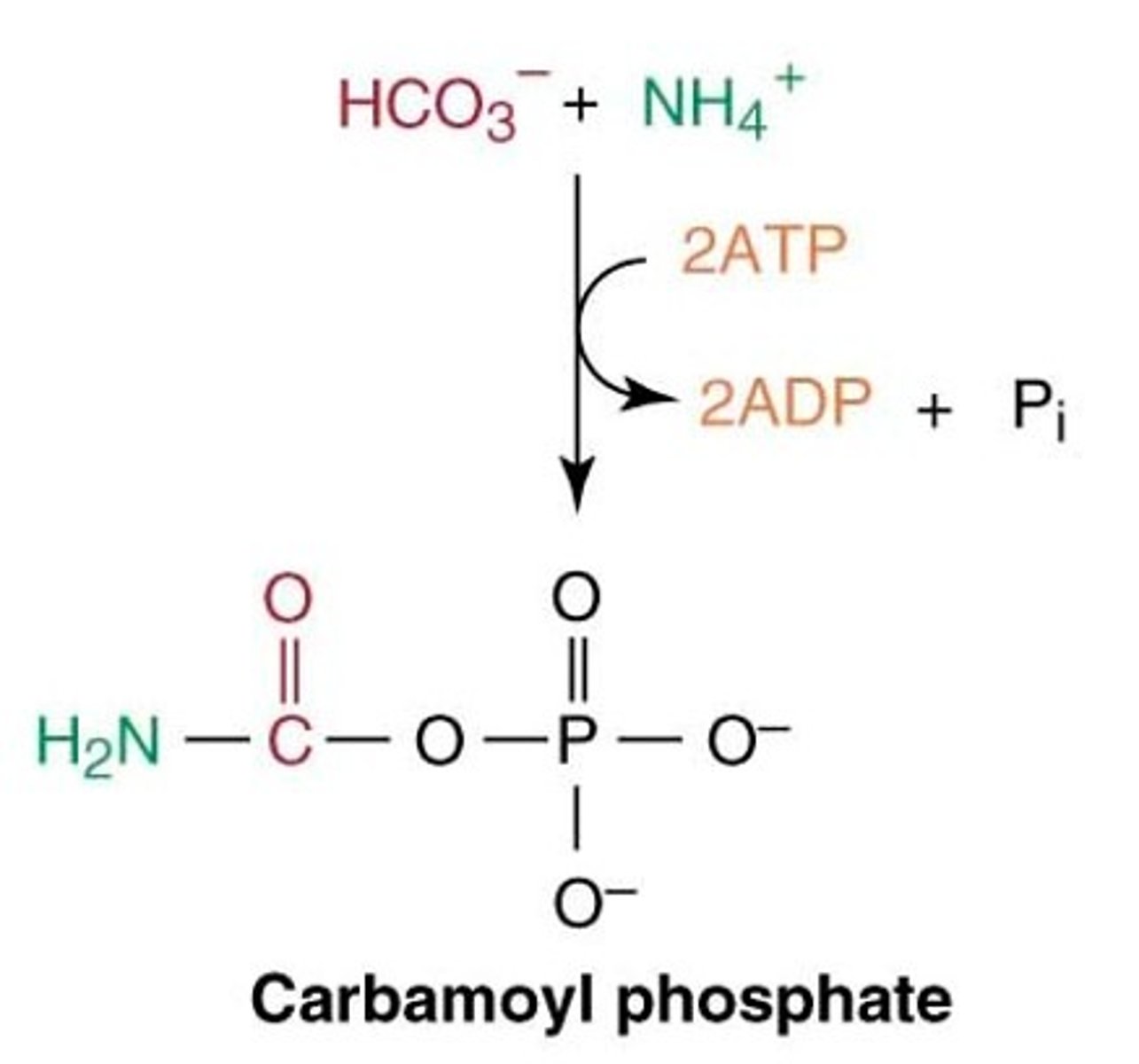 <p>Ammonia and carbon dioxide are combined to form carbamoyl phosphate, a high-energy compound. This step is catalyzed by the enzyme carbamoyl phosphate synthetase I (CPS I)</p>