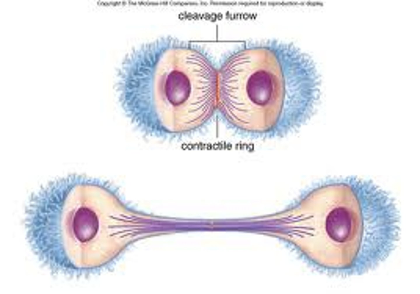 <p>The final stage of the cell cycle, in which the cell's cytoplasm divides, distributing the organelles into each of the two new identical diploid daughter cells</p>