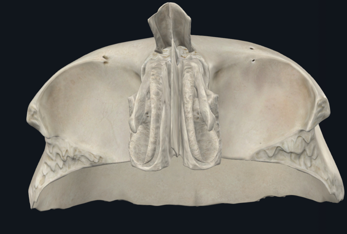 <p>Lame criblée de l’ethmoïde, os nasaux et os frontal</p>