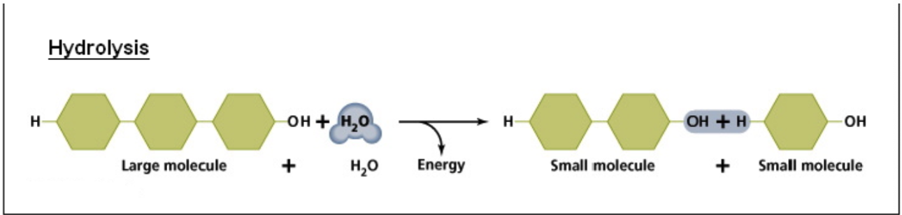 <ul><li><p>This process involves the ADDITION of water to break the bonds between large molecules to form smaller molecules (i.e.: Catabolism)</p></li></ul><ul><li><p>Releases energy in the process</p></li><li><p>The H atom from water is added to one molecule, while the OH group is added to the other</p></li><li><p>Enzymes are involved as well to help speed up these reactions (catalyst)</p></li></ul><p></p>