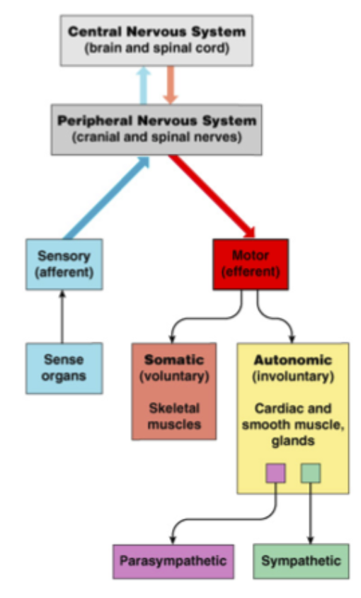 <p><span>Central nervous system (CNS)</span></p>