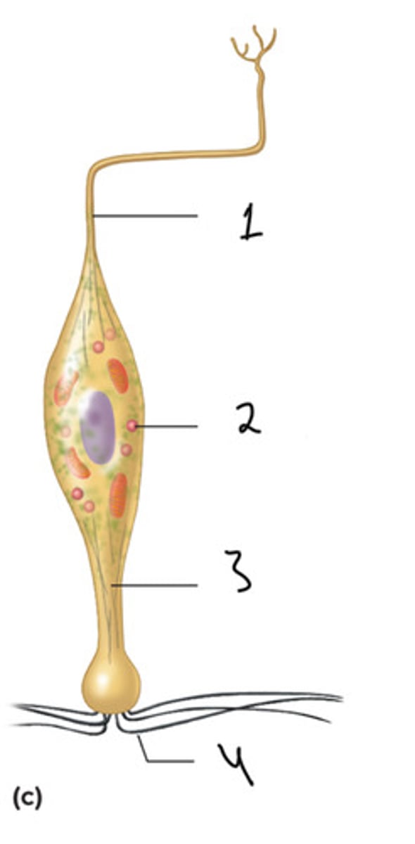 knowt flashcard image