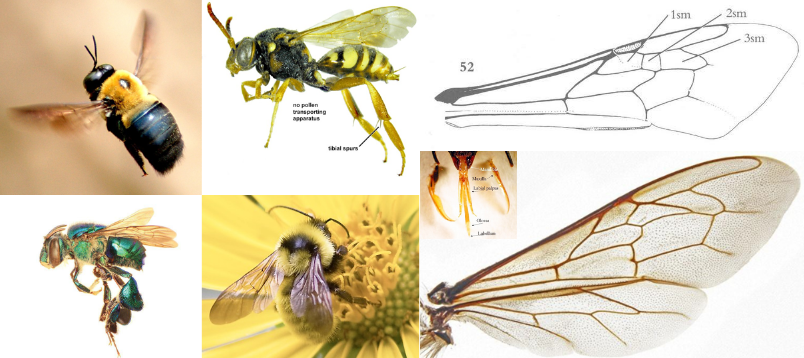<ul><li><p>Face with <strong><em>one </em></strong>subantennal suture, meeting <strong><em>inner </em></strong>margin of antennal socket</p></li><li><p>“Tongue” long with developed maxillary palps</p></li><li><p>FW with 3 submarginal cells (rarely 2)</p></li><li><p>Jugal lobe of HW usually present but short</p></li><li><p><strong><em>Scopa brush-like on hind tibia (when present)</em></strong></p></li><li><p>Variable size, form, color, often stout (it’s bad!)</p></li><li><p>If a honeybee, will have hair on its eyes</p></li></ul><p></p>