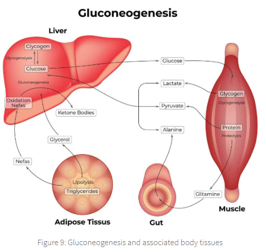 <p><span><span>Gluconeogenesis could be defined as the reverse process of glycolysis.</span></span></p>
