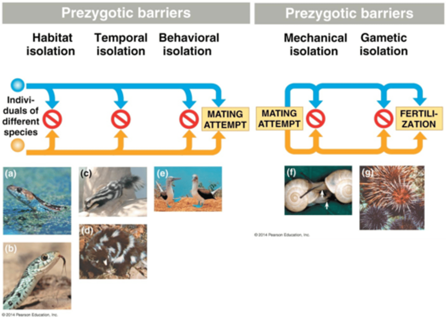 <p>block fertilization by:</p><p>- Impeding different species from attempting to mate</p><p>- Preventing the successful competition of mating</p><p>- Hindering fertilization if mating is successful</p>
