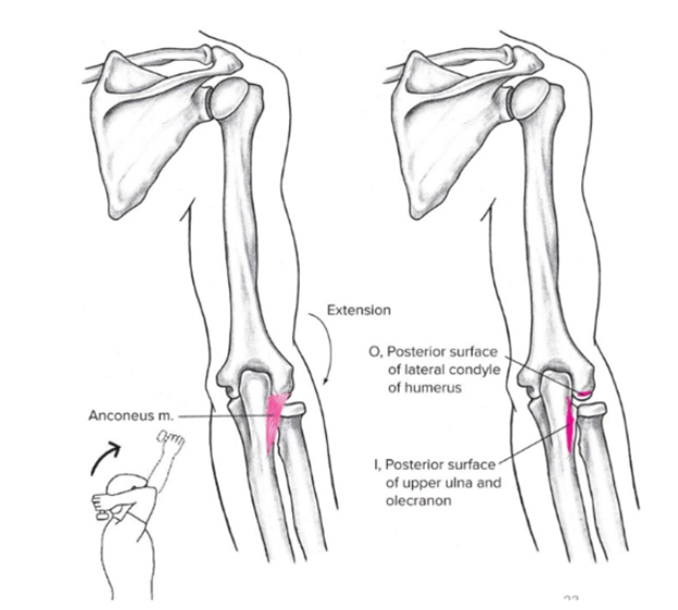<p><span style="font-family: __bwModellica_c589ae, __bwModellica_Fallback_c589ae">List the</span><strong> Origin, Insertion, Actions, and Antagonist</strong><span style="font-family: __bwModellica_c589ae, __bwModellica_Fallback_c589ae"> of the</span><strong><span style="font-family: __bwModellica_c589ae, __bwModellica_Fallback_c589ae"> Anconeus (Elbow extensors - Posterior) </span></strong><span style="font-family: __bwModellica_c589ae, __bwModellica_Fallback_c589ae">of the </span><strong><span style="font-family: __bwModellica_c589ae, __bwModellica_Fallback_c589ae">ELBOW AND RADIOULNAR JOINTS</span></strong></p>