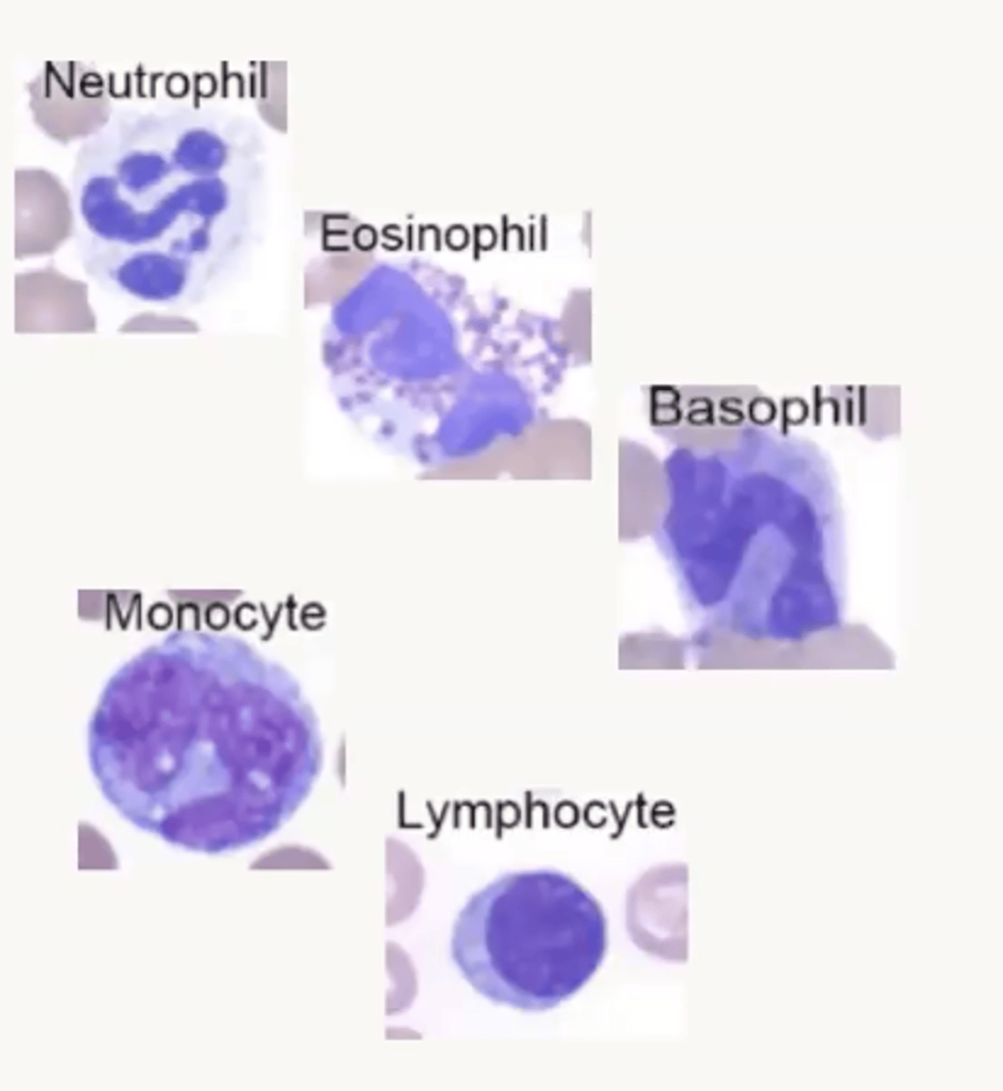 <p>1) Neutrophils: Granulocytes</p><p>2) Eosinophils: Granulocytes</p><p>3) Basophils: Granulocytes</p><p>4) Monocytes: Mononuclear cell</p><p>5) Lymphocytes: Mononuclear cell</p>
