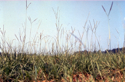 <p>Which of the following answers best describes the wildlife value of this grass species</p><p>a native grass species with low wildlife value but of minimal concern regarding management actions</p><p>a common livestock planting that is sod forming and best to eradicate for increasing wildlife value of any landscape</p><p>a heavy seed producer with amazing wildlife value</p><p>a non-native grass with high wildlife value</p>