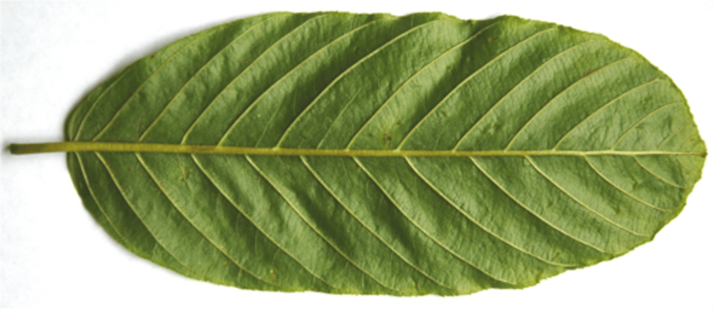 <p>What type of compound leaf venation pattern is this?</p>