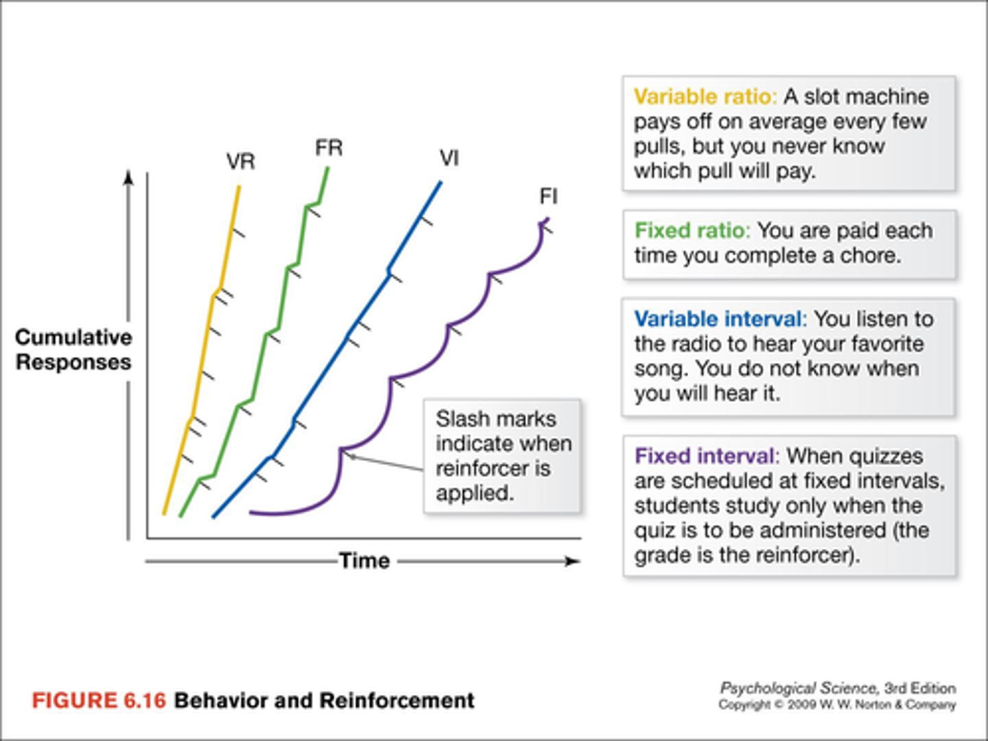 <p>rules that control when and how often reinforcement is given during operant conditioning</p>