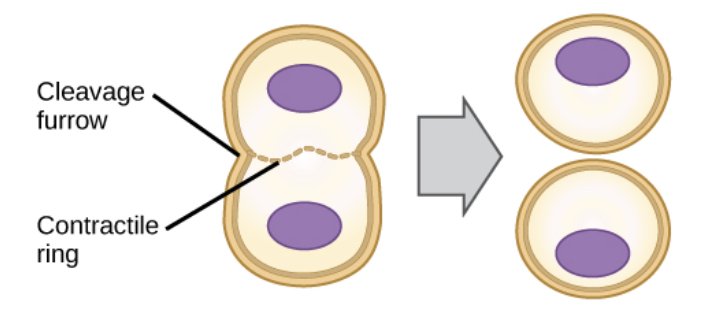 <p>The cell membrane is drawn inward until cytoplasm pinched in 2 equal parts</p>