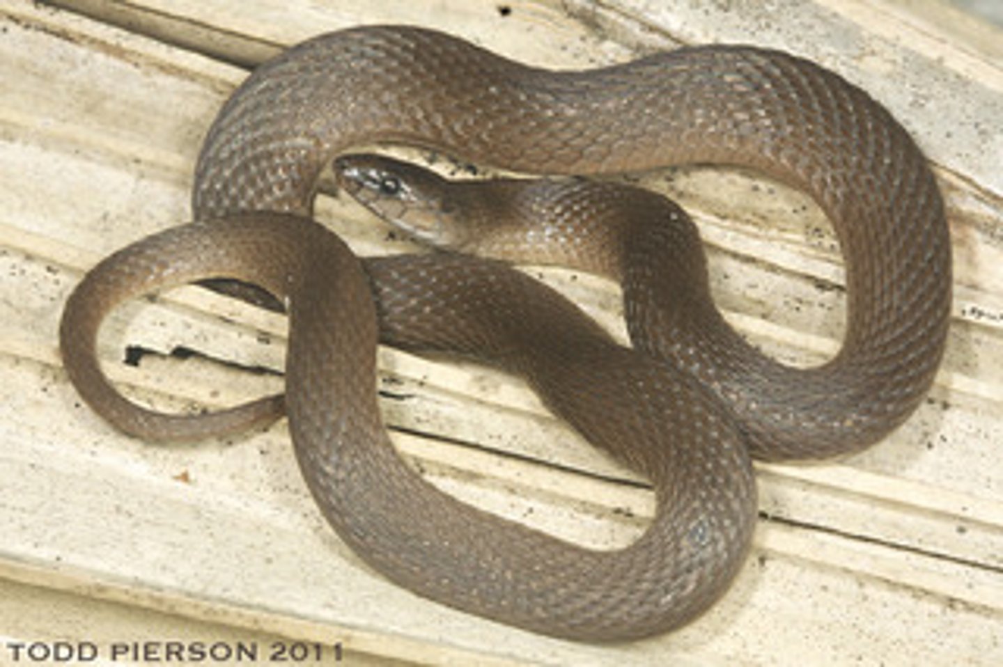 <p>Rough earth snake</p>