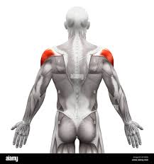 <p>shoulder muscle</p>