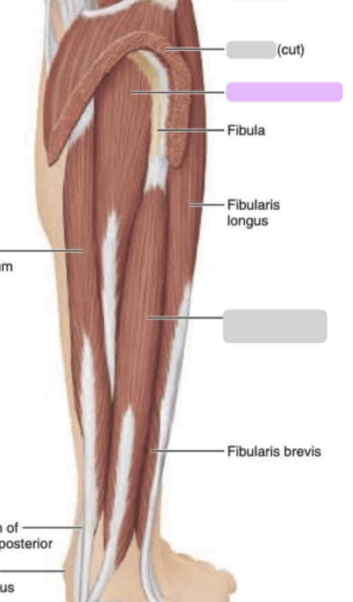 <p>Posterior leg (deep)</p>