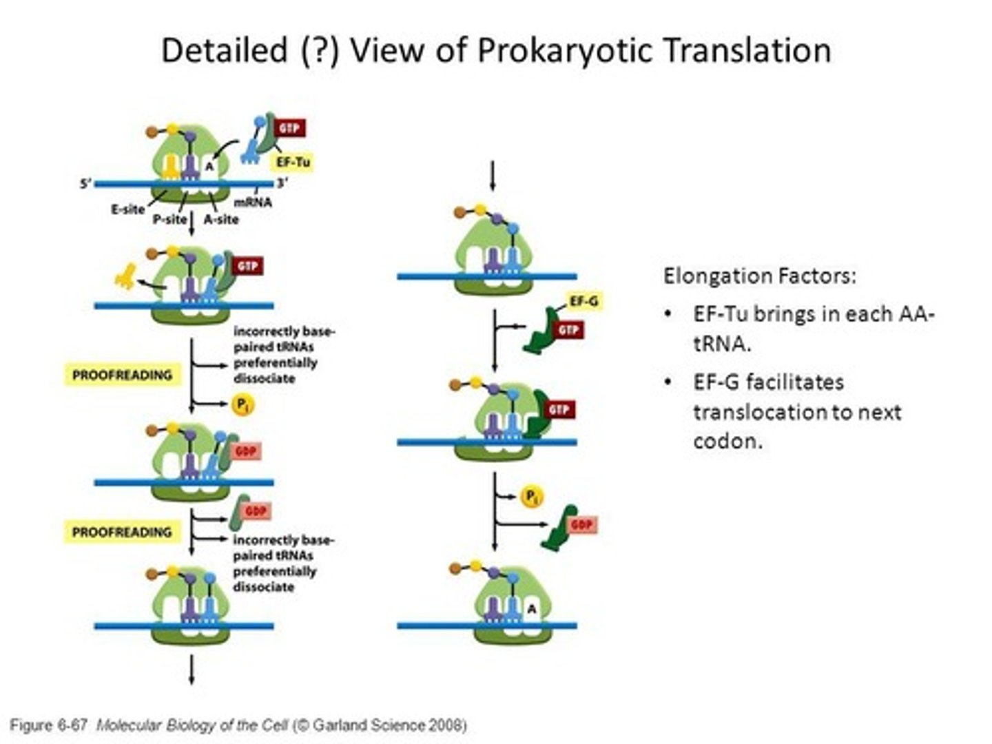 <p>protein</p><p>elongation</p>