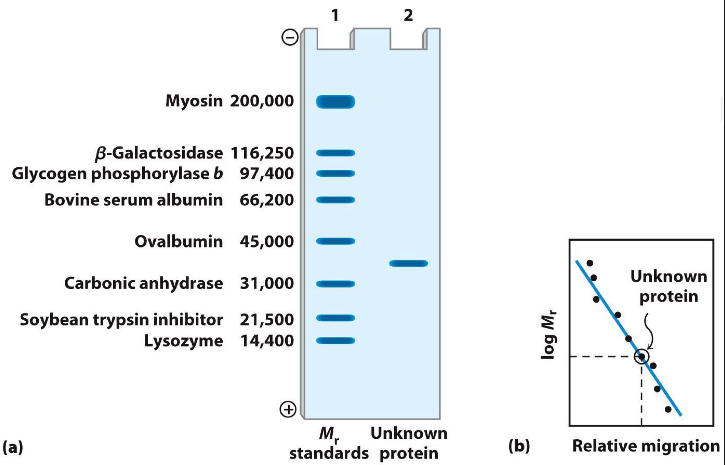 <p><span>Proteins loaded into wells of gel</span><br><span>Electric field applied</span><br><span>Proteins move (migrate) at speed according to size: Small proteins move through gel more easily</span></p><p><span>Gel is commonly polyacrylamide (or PAGE)</span><br><span>Proteins usually denatured by sodium dodecyl sulfate(SDS)-Technique called SDS-PAGE</span></p><p><span>Size (molecular weight) measured in comparison to standards</span></p>