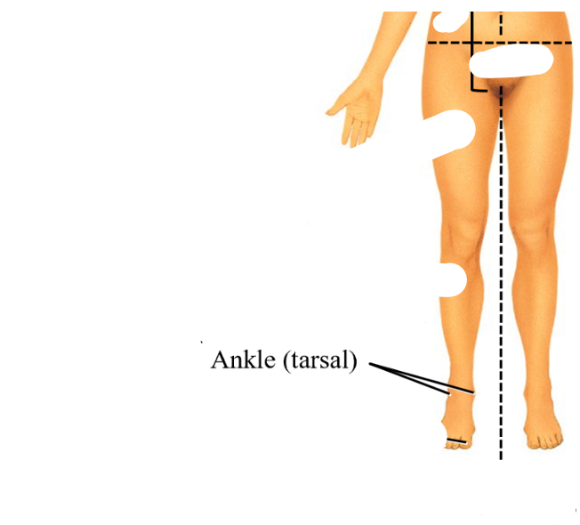 <p>tarsal</p>