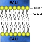 <p>Comment qualifie-t-on des molécules qui possèdent à la fois une affinité pour l’eau et pour les corps gras ?</p>
