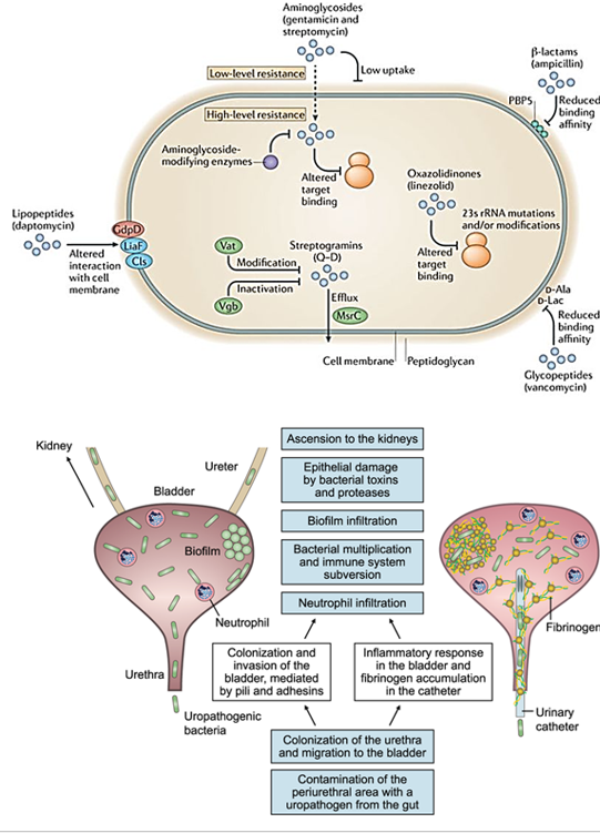 <p><strong>Urinary tract infections</strong> and bloodstream infections (<strong>bacteremia</strong>).</p>