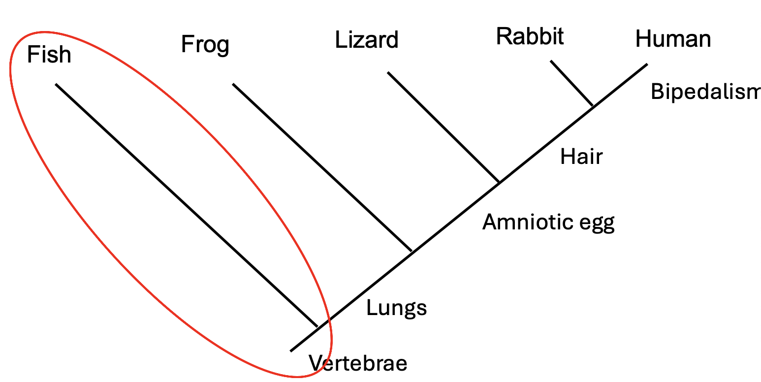 <p> • Species or group that is closely related to, but not part of, the group of organisms that are studied (the ingroup)</p><p>• Functions as reference point to determine which traits are primitive, which traits are derived</p><p>• Roots the cladogram</p>