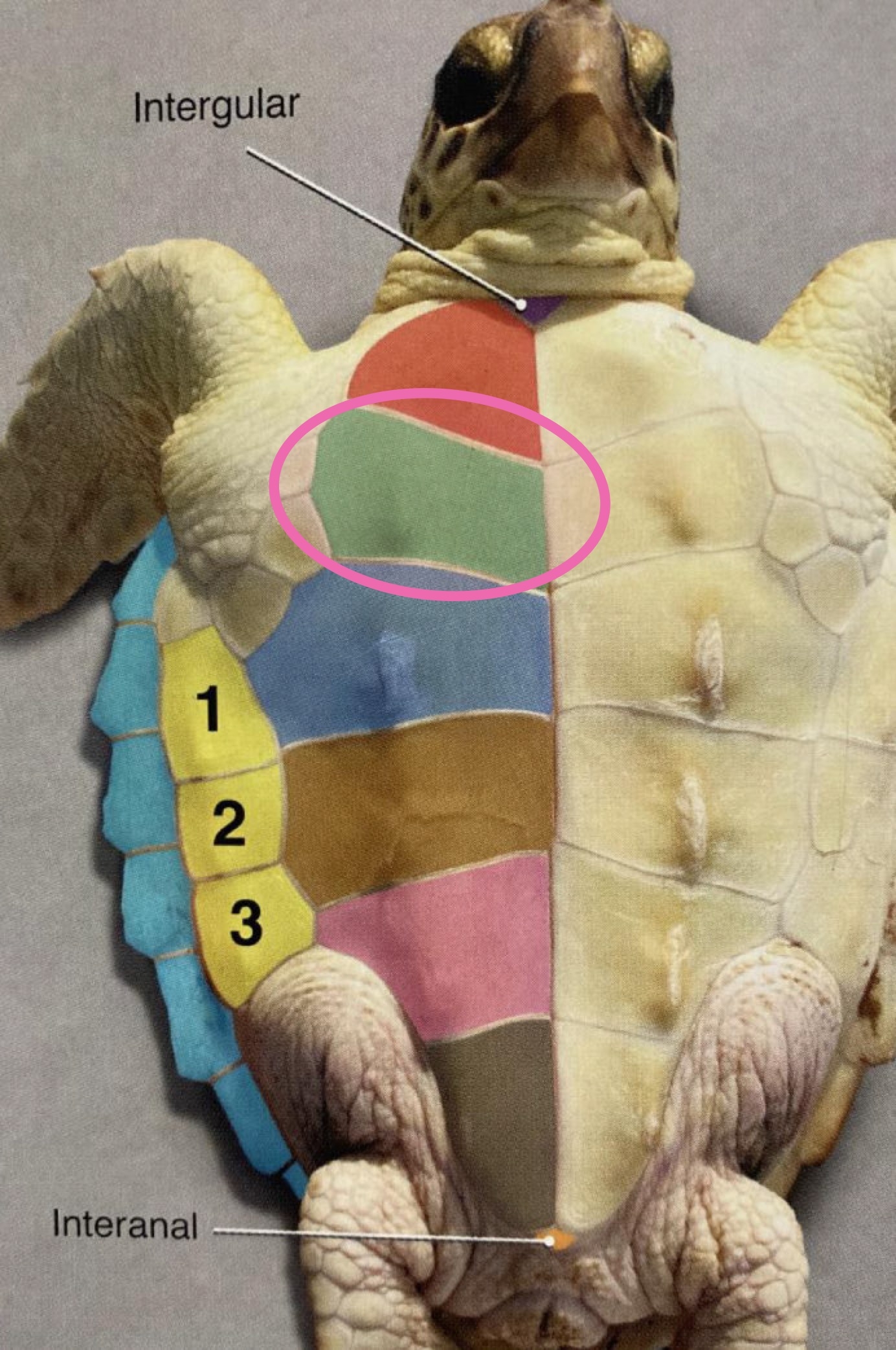 <p>Label the figure</p>