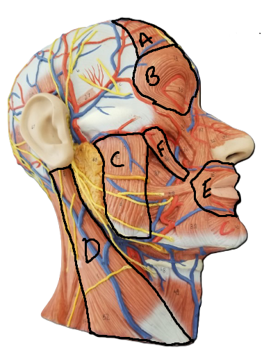 <p>What muscle is labeled D</p>