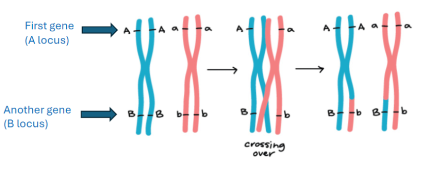 <ul><li><p><span style="background-color: transparent; font-family: "Helvetica Neue", sans-serif;">Maternal and paternal alleles from adjacent loci mix and form new combinations</span></p></li><li><p><span style="background-color: transparent; font-family: "Helvetica Neue", sans-serif;">Increases genetic diversity in gametes</span></p></li></ul><p></p>