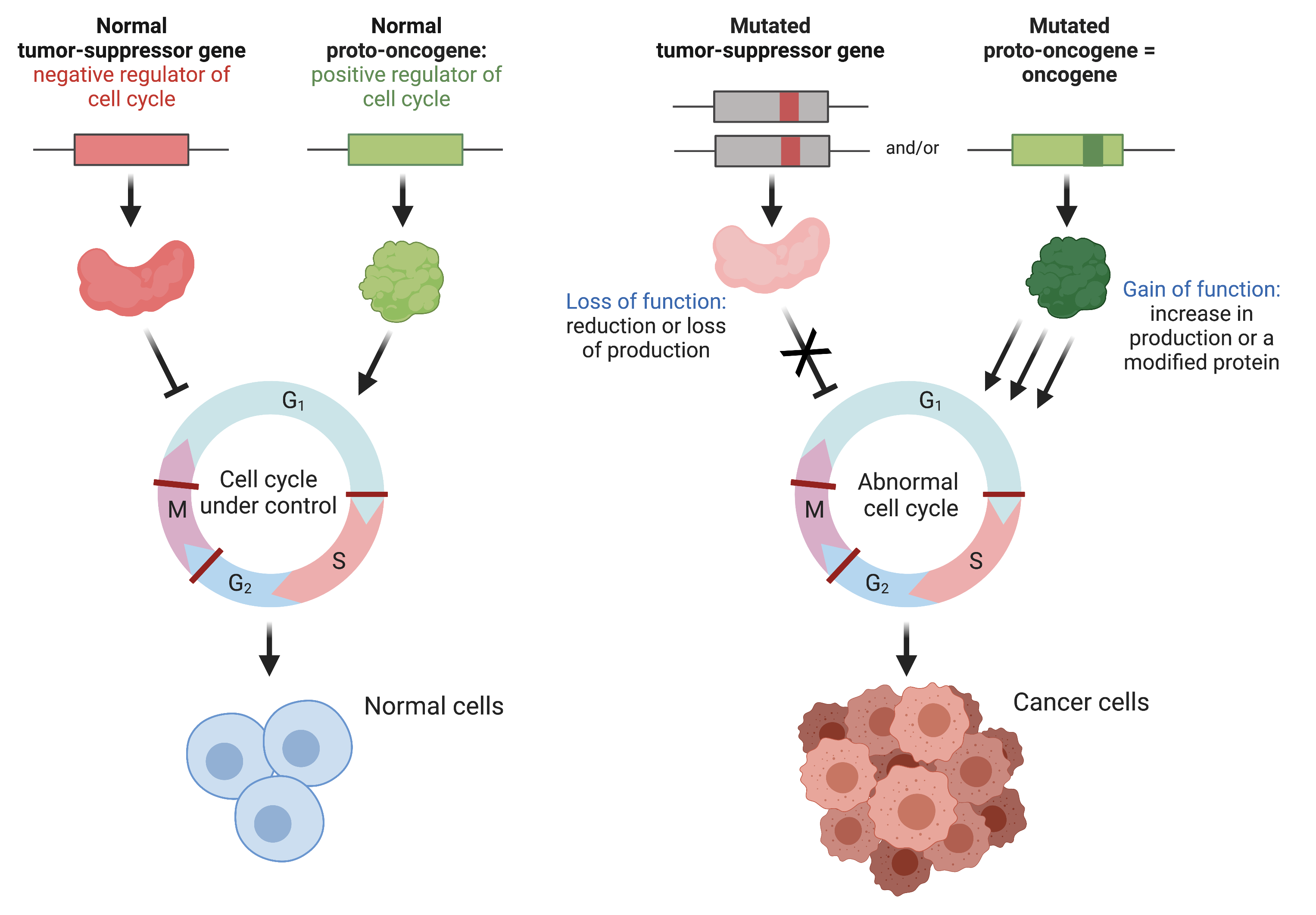 <ol><li><p><strong><em><u>Gene deletion</u></em></strong> - physical loss of gene </p></li><li><p><strong><em><u>Gene mutation</u></em></strong> - produces protein product (not functional)</p></li><li><p><strong><em><u>Epigenetic inactivation</u></em></strong> - aberrant, reversible chemical modifications - result in tumor suppressor gene silencing </p></li></ol><p></p><p>Tumor suppressors: Rb, p53, BRCA1, p16</p><p></p>