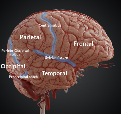 <p>central sulcus</p>