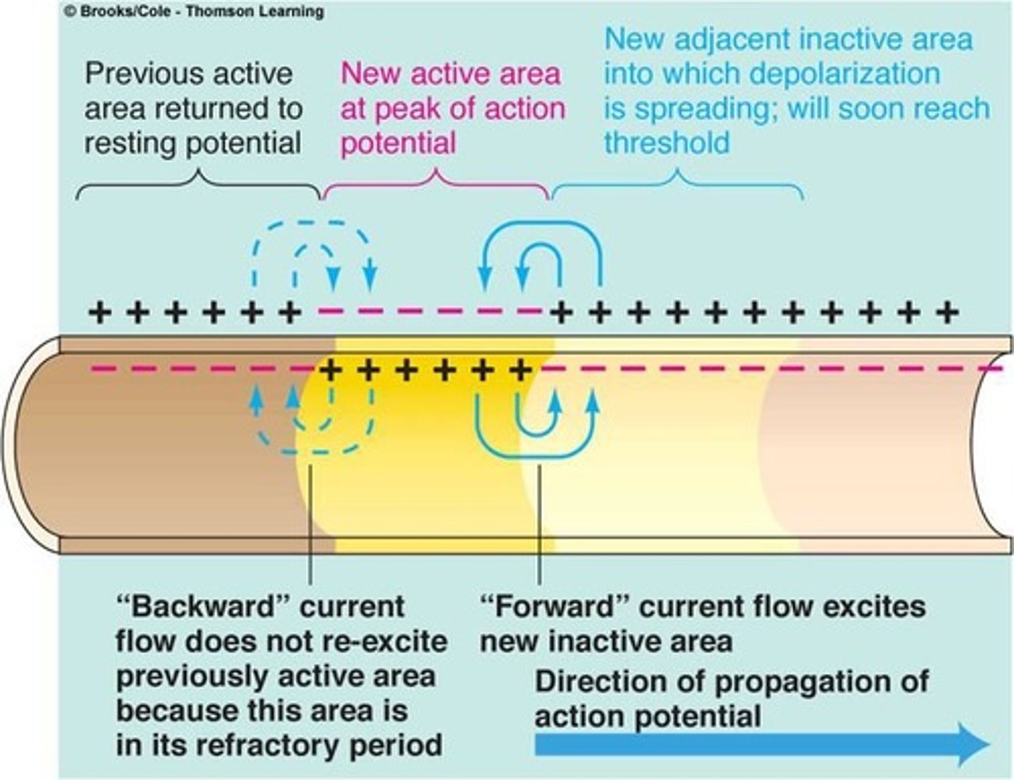 <p>This is Propagation of the action potential or transmission of an action potential down an axon. Once the potential in one site of the axon is positive while the adjacent ones are negative, it'll travel to the next distal segment. This will cause the next distal site to reach the threshold and the proximal region will begin its refractory period. It'll continue down the axon depolarizing each segment</p><p>A) EPSP</p><p>B) Microelectrode recording</p><p>C) Passive conduction</p><p>D) Electrotonic conduction</p><p>E) Saltatory conduction</p>