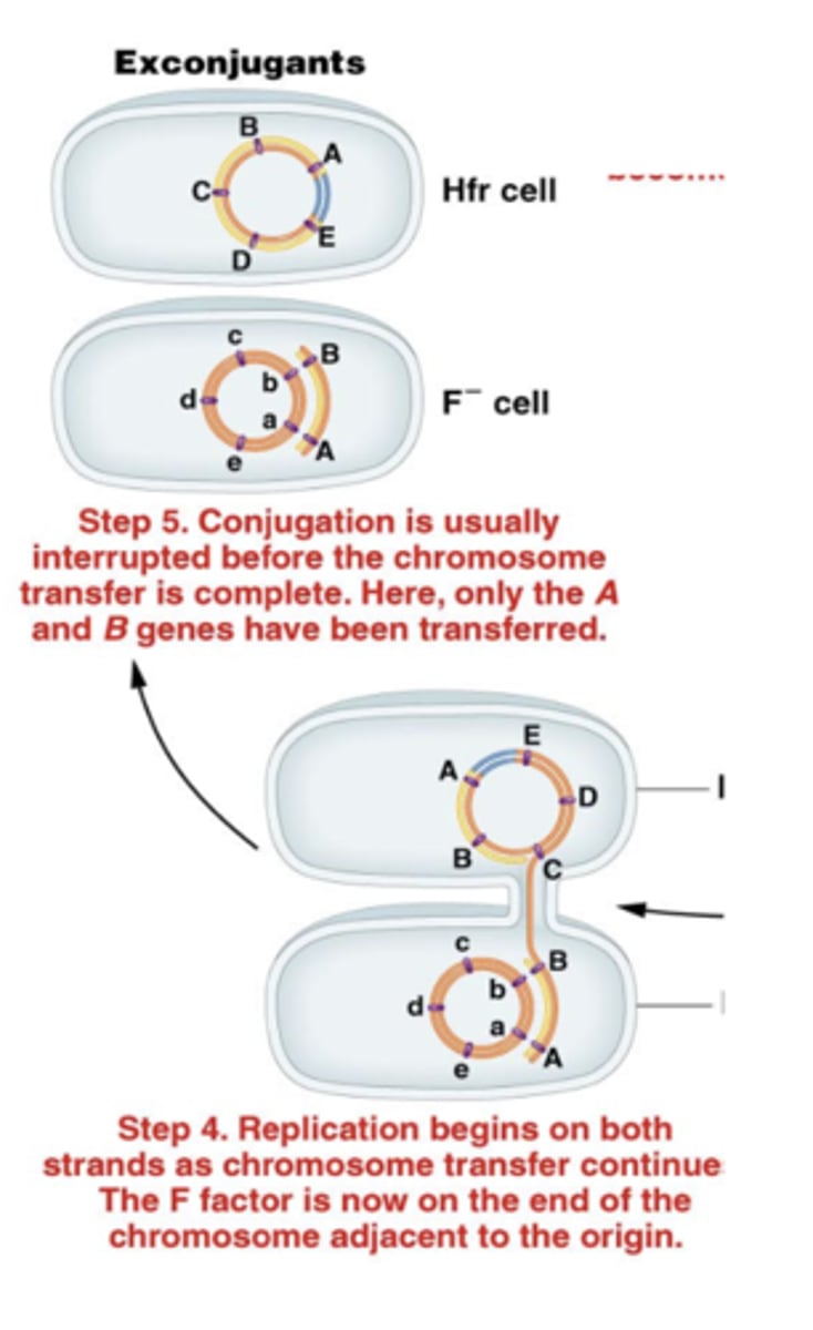 <p>crossing over can occur between these two molecules of DNA</p>