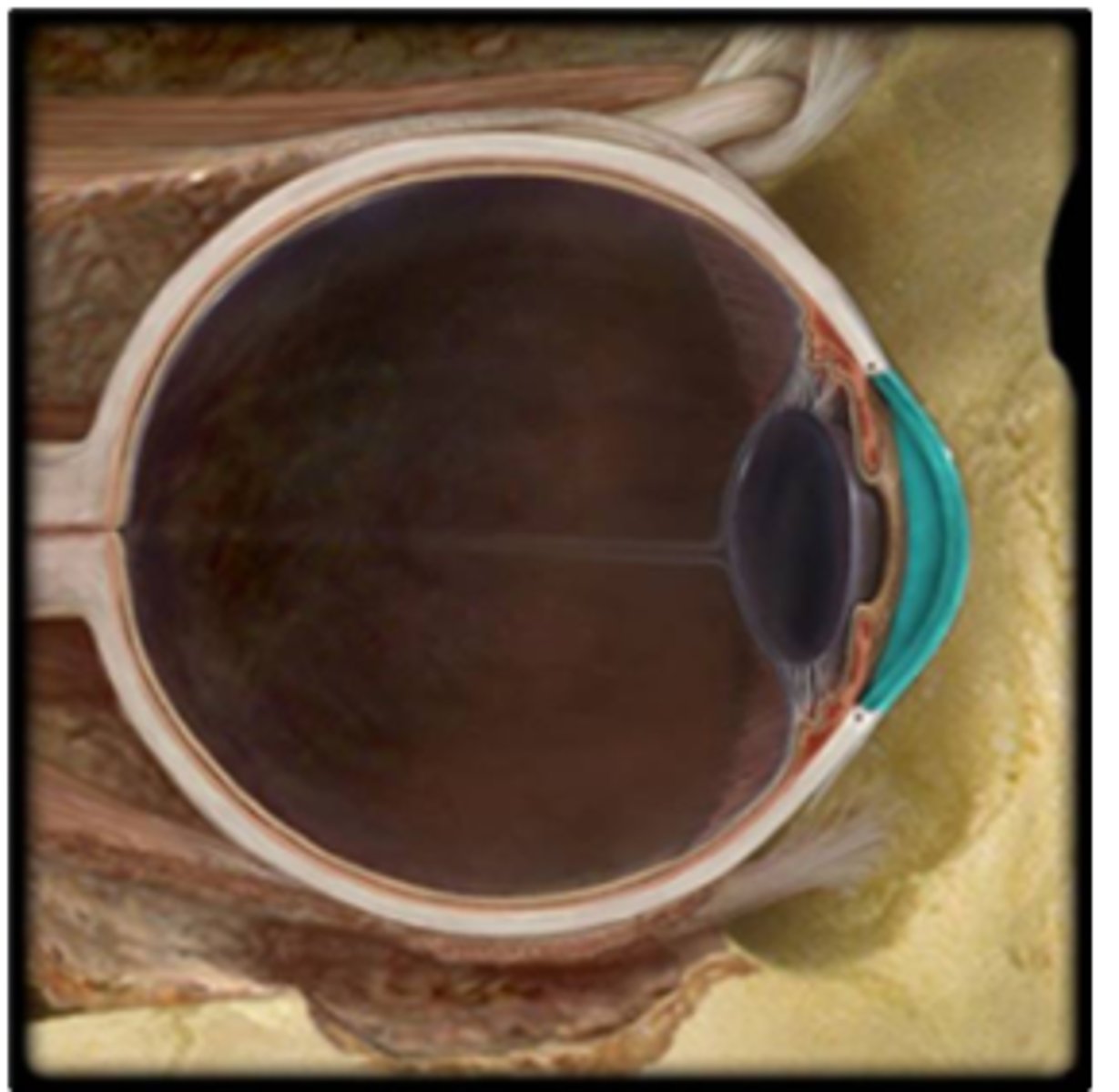 <p>a. sclera</p><p>b. choroid</p><p>c. lens</p><p>d. iris</p><p>e. cornea</p>