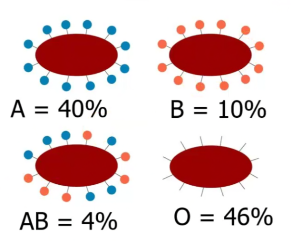 IA and IB are **Codominant**- Equally expressed in heterozygotes. 