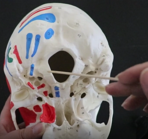 <p>the rounded occipital condyles articulate with the atlas vertebrae (C1) allowing the head to move up, down, side to side (NOT THE BIG HOLE), the two bones on the sides of the hole</p>