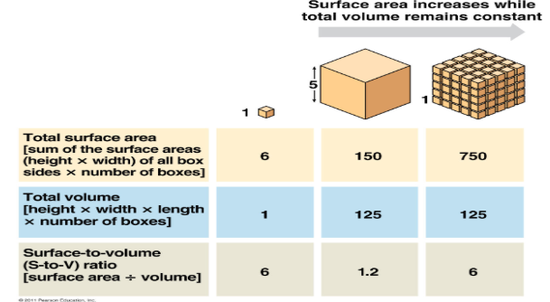 <ul><li><p><span style="background-color: transparent;"><span>must be small to maintain a large surface area to volume ratio</span></span></p></li><li><p><span style="background-color: transparent;"><span>Large S.A. allows ↑ rates of chemical exchange between cell and environment</span></span></p></li></ul><p></p>