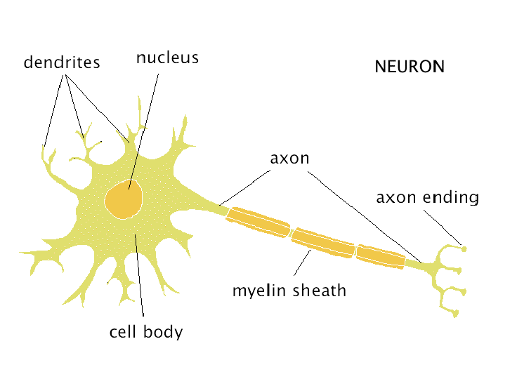<ol><li><p>a soma, or cell body</p></li><li><p>an axon (long extension of the cell)</p></li><li><p>(most also have) dendrites</p></li></ol><p></p>