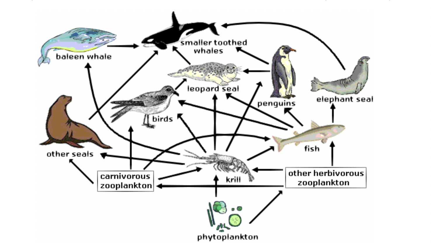 <p>The Antarctic food web is less complex than other food webs around the world. There are fewer different species that are part of it. However, there are more of each species.</p><p></p><p>(photo)</p><p></p><p>According to the food web shown, which organism is both a primary consumer and a secondary consumer?</p>