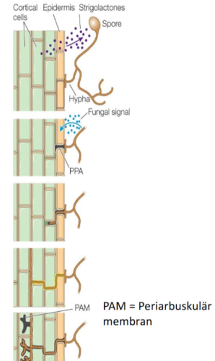<p>- Utbyter näringsämnen med en växt genom att arbusclerna tränger sig in rotcellerna (ser ut som små buskar)</p><p>- De är separerade genom växtcellens membran</p><p>- Finns bara hos Glomeromycota</p><p>- ursprungligt hos kärlväxter (avgörande för deras framgång på land)</p>