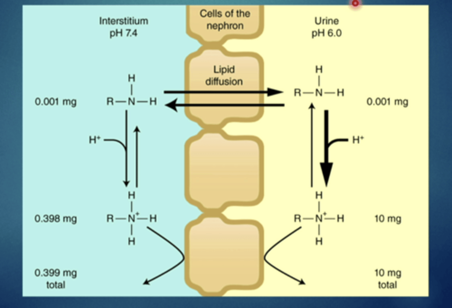 <p>explain this image - passive diffusion (electrolytes)</p>