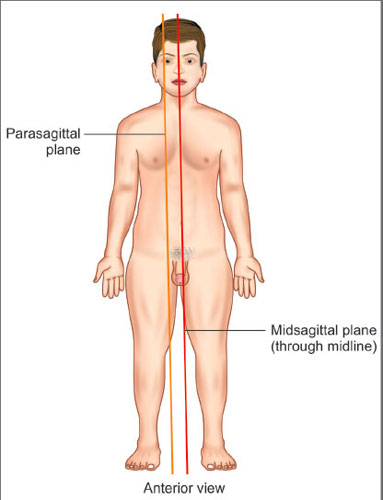 <p>separates the left and right part of the body</p>