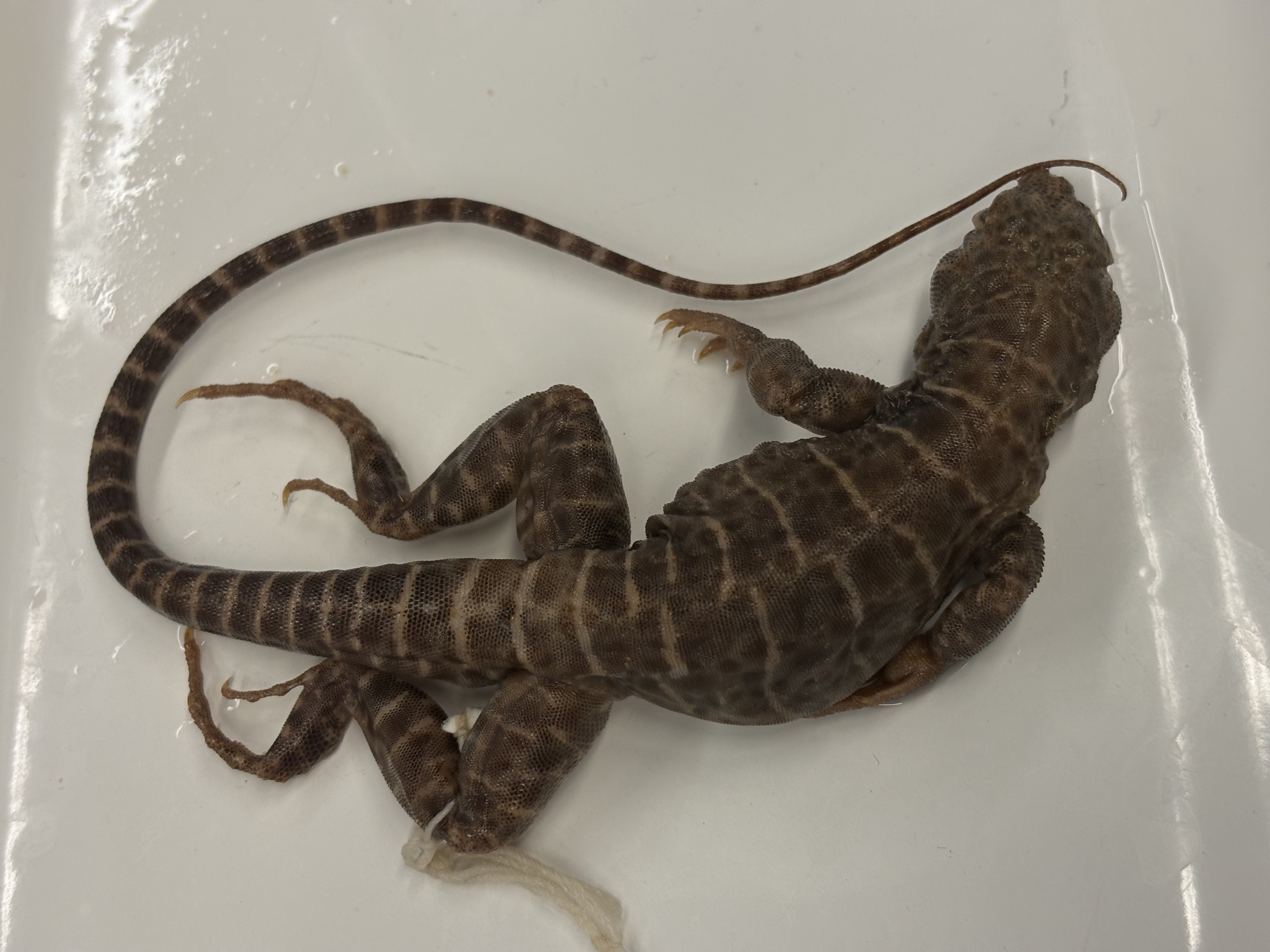 <p>Gambelia wilizenii</p>