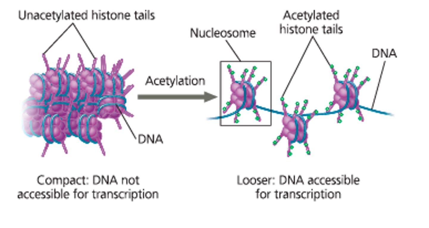 <p>An epigenetic modification that adds acetyl groups to histones, resulting in increased gene expression.</p>